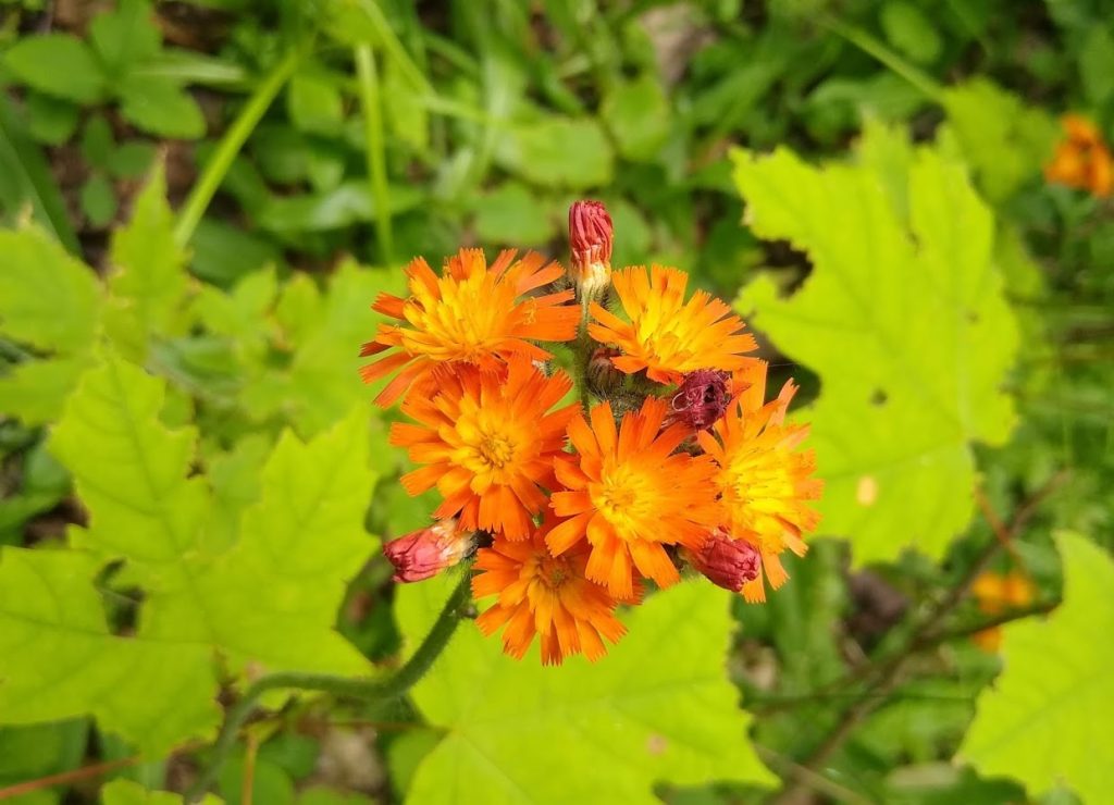 OrangeHawkweed