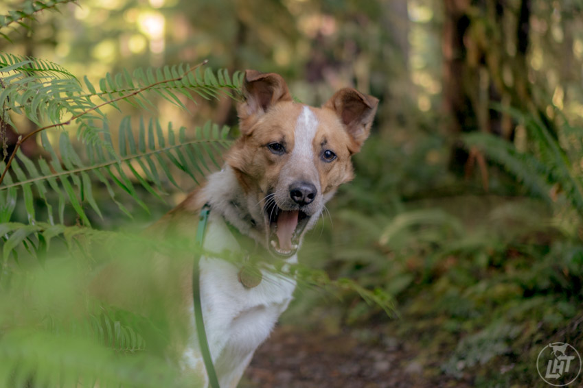 Quinault Loop