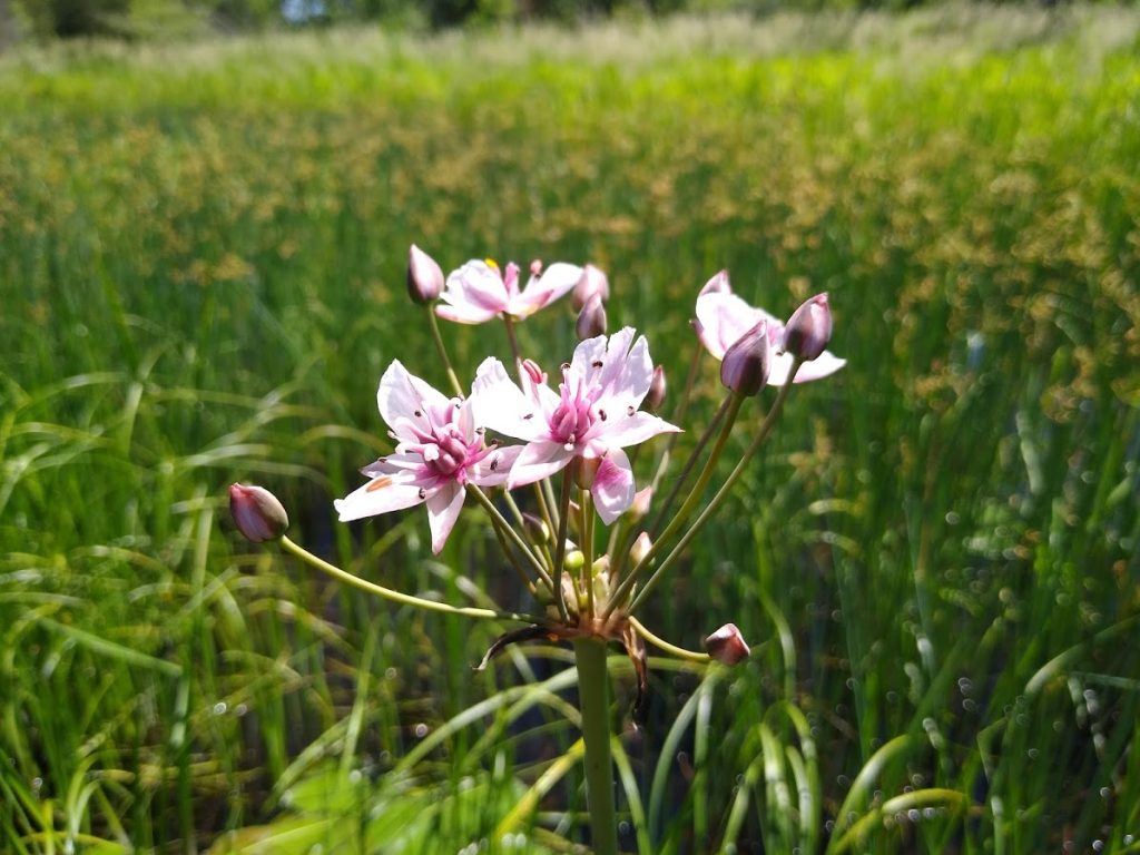 WildflowersAuTrainRiver