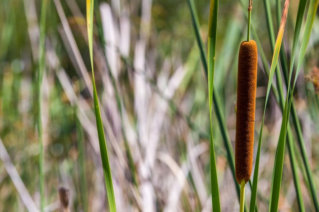 brown cattail plant