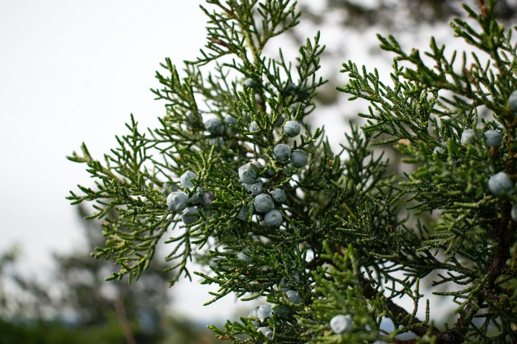 blue juniper berries on a tree