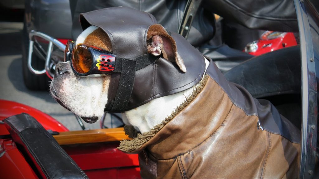 white and brown dog in brown leather jacket