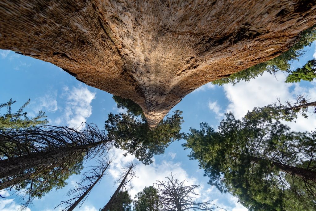 tall trees under the blue sky