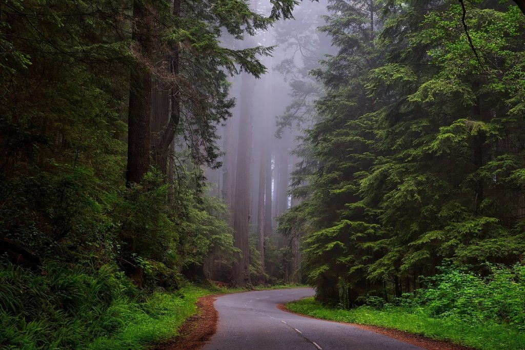 gray road with green pine trees on the sides