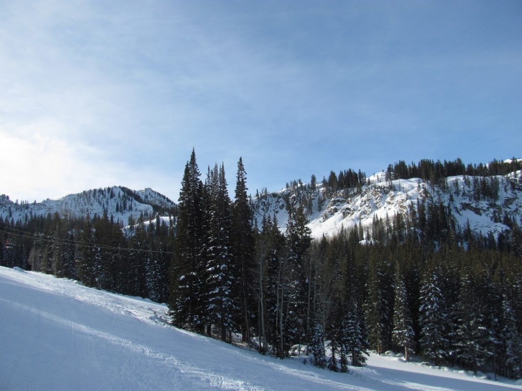 green pine trees on snowy grounds