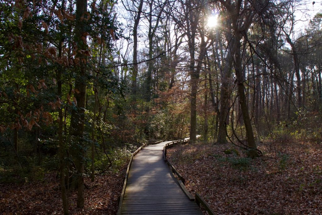 brown wooden pathway between trees during daytime