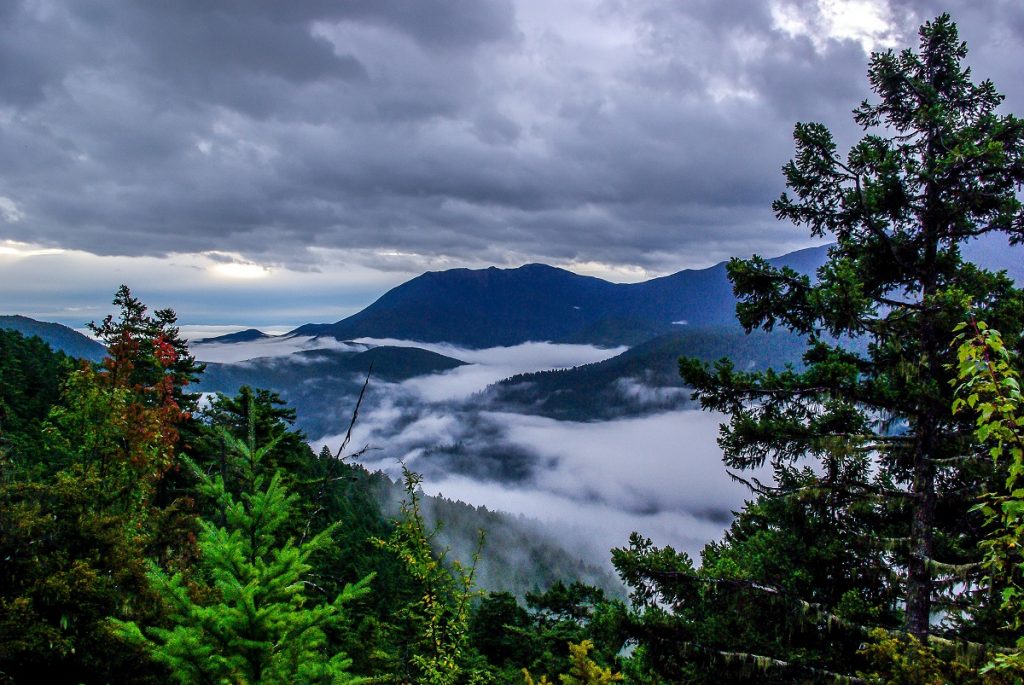 green trees near lake under cloudy sky