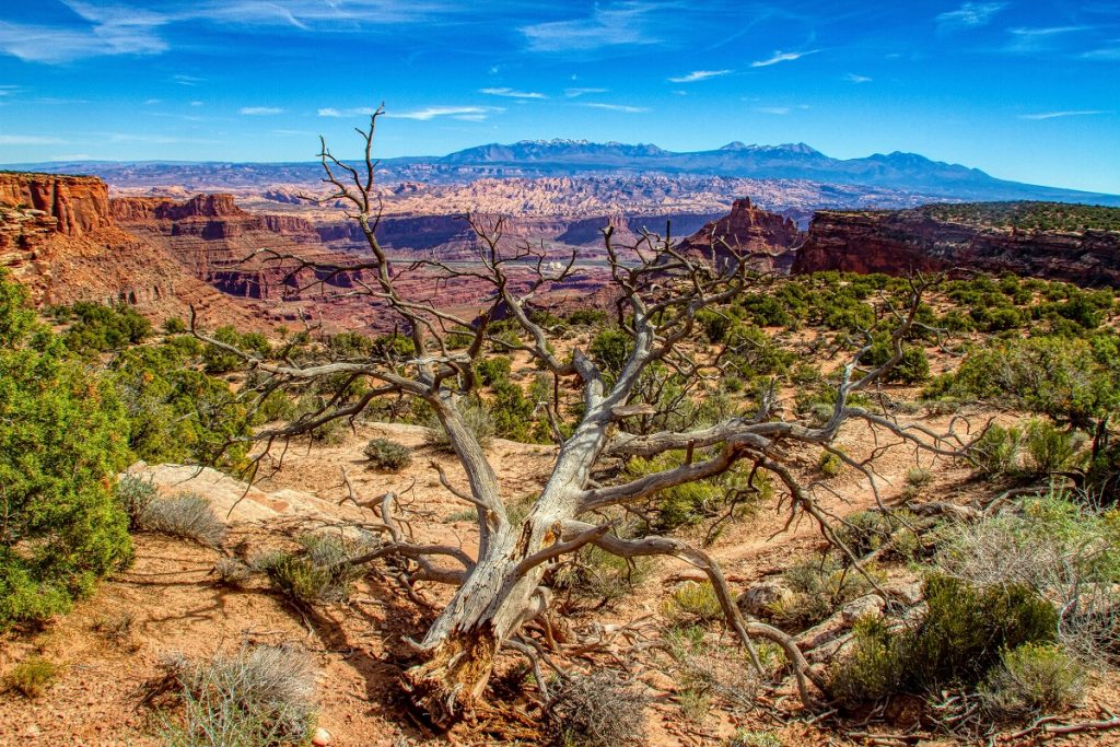 brown bare tree on brown field under blue sky