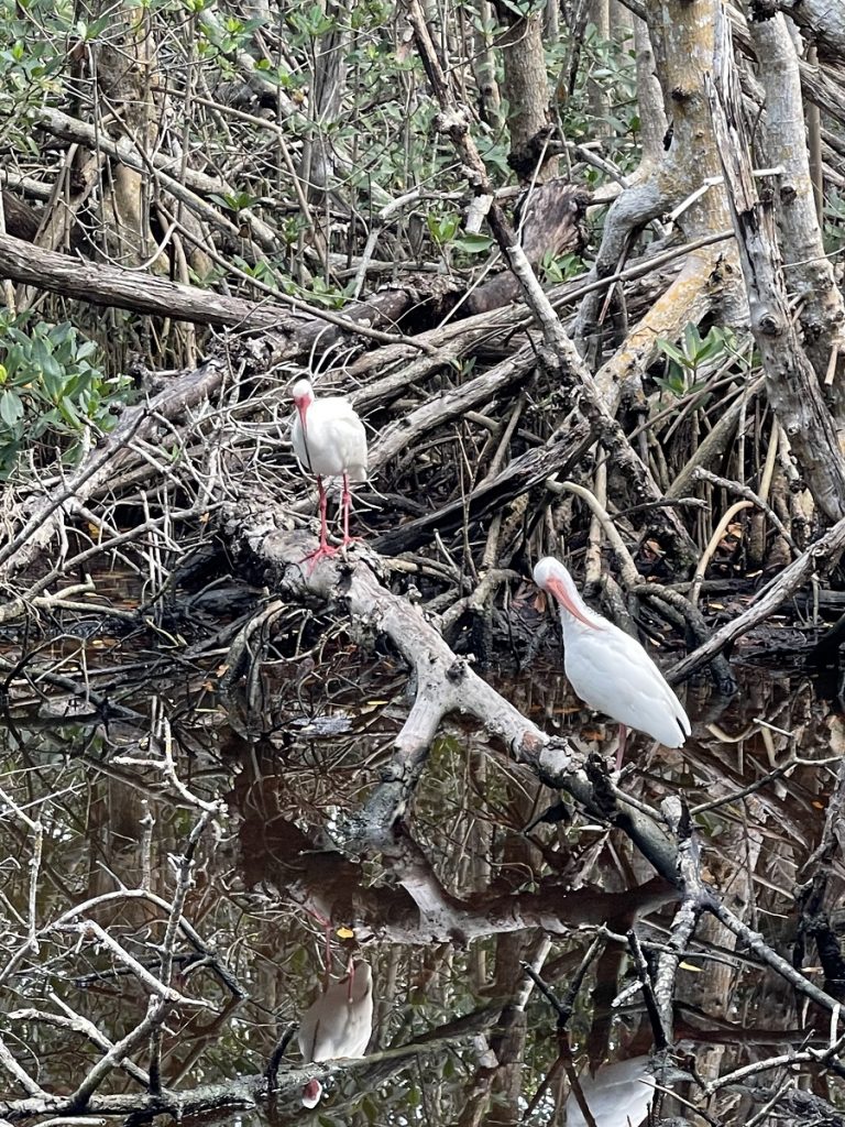 CaptivaIsland WhiteIbis