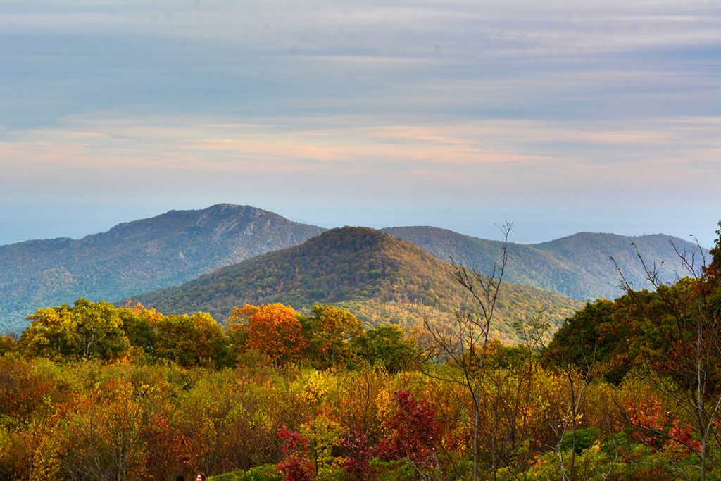 red and yellow trees with mountain in the back