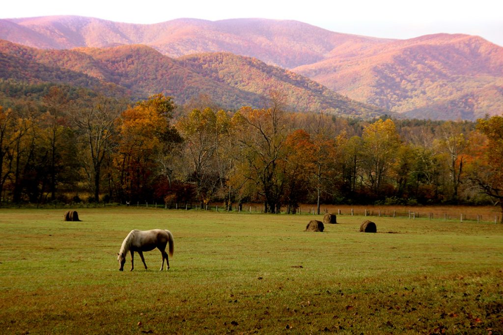 horse on green field in the outdoors