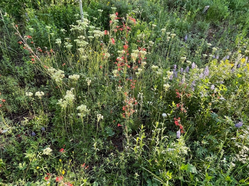 SummitCounty Wildflowers NorthWillowCreekTrail