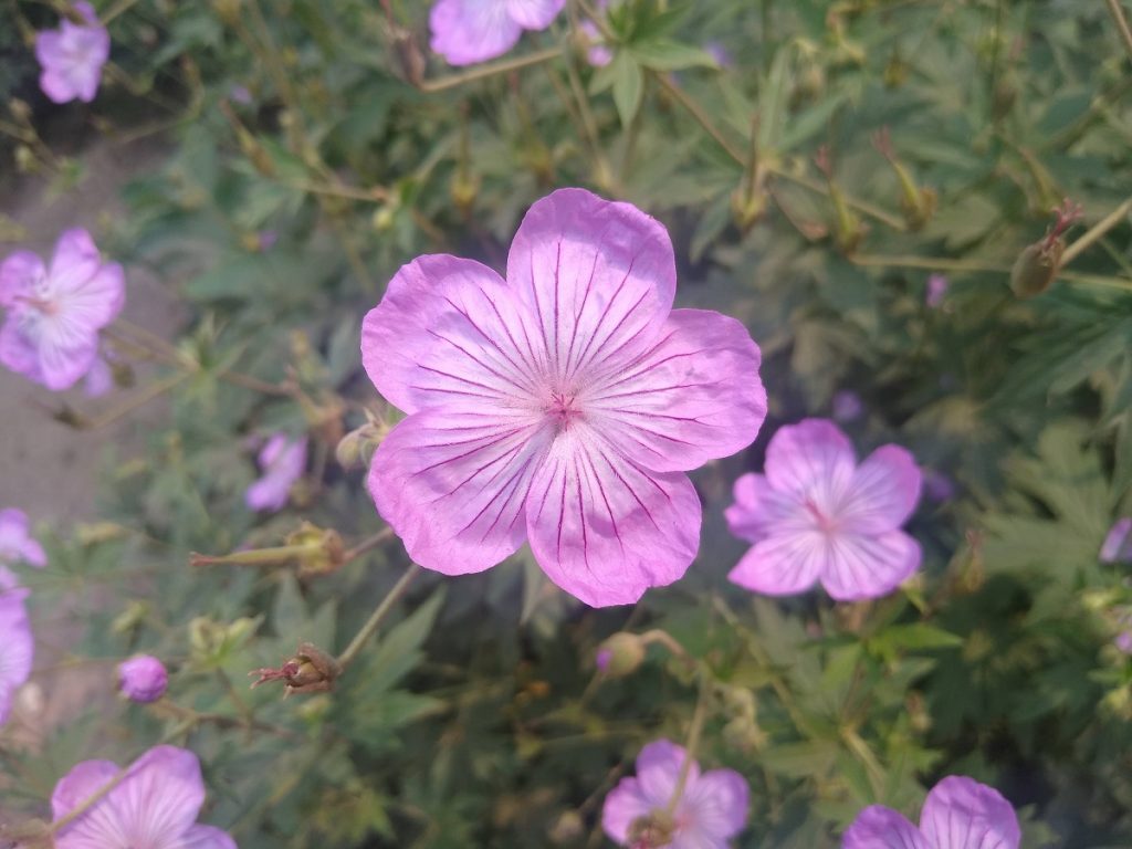 StickyGeraniums DogLake