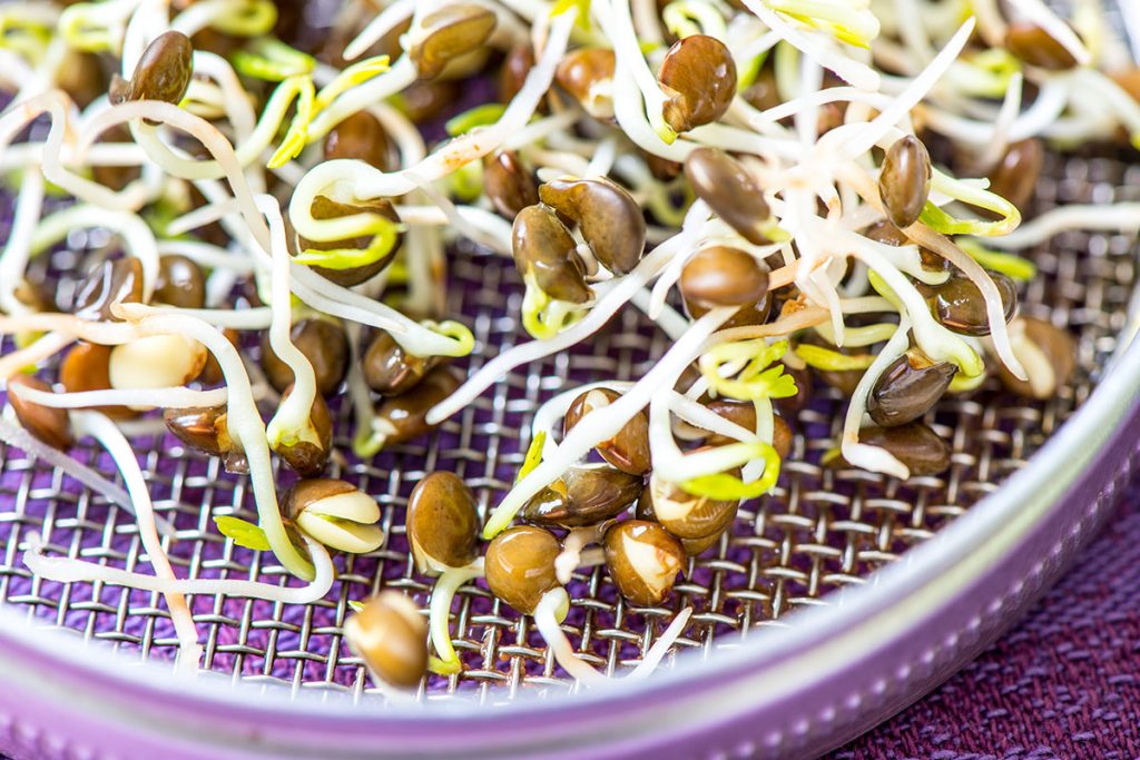 Fresh sprouts seeds isolated on cover plate