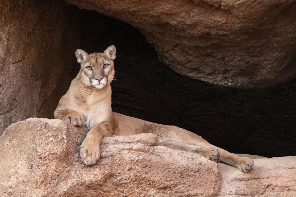 Cougar on Brown Rock