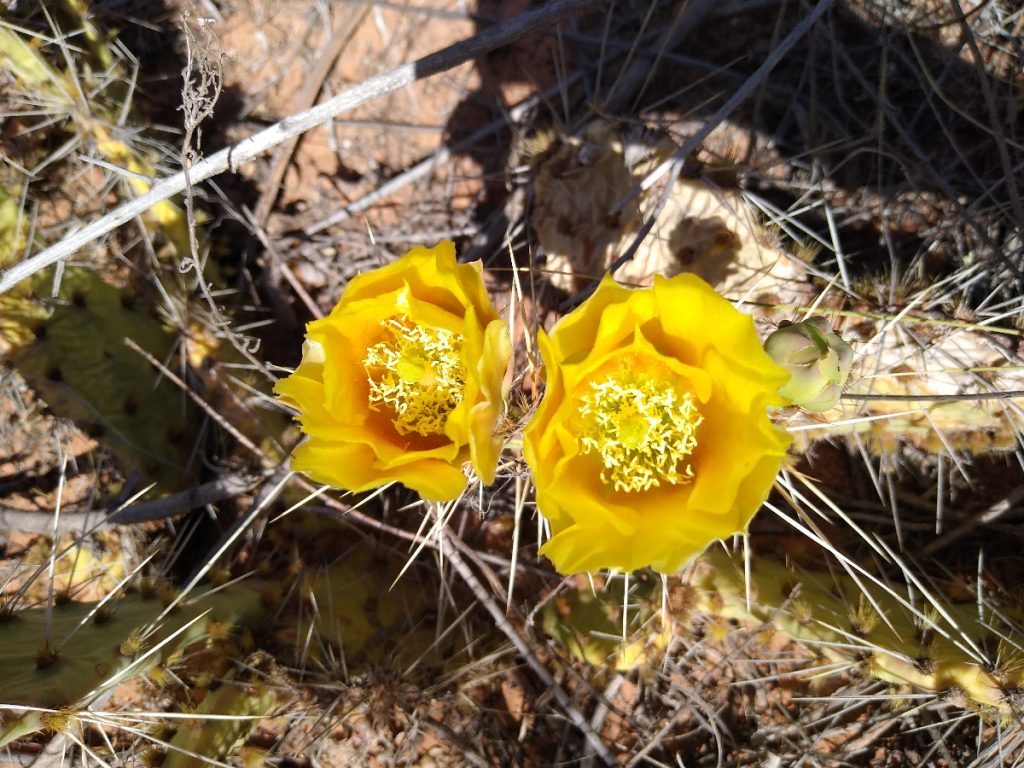 CactusBlooms