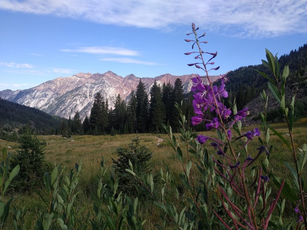 WhitePineLakeTrailViews