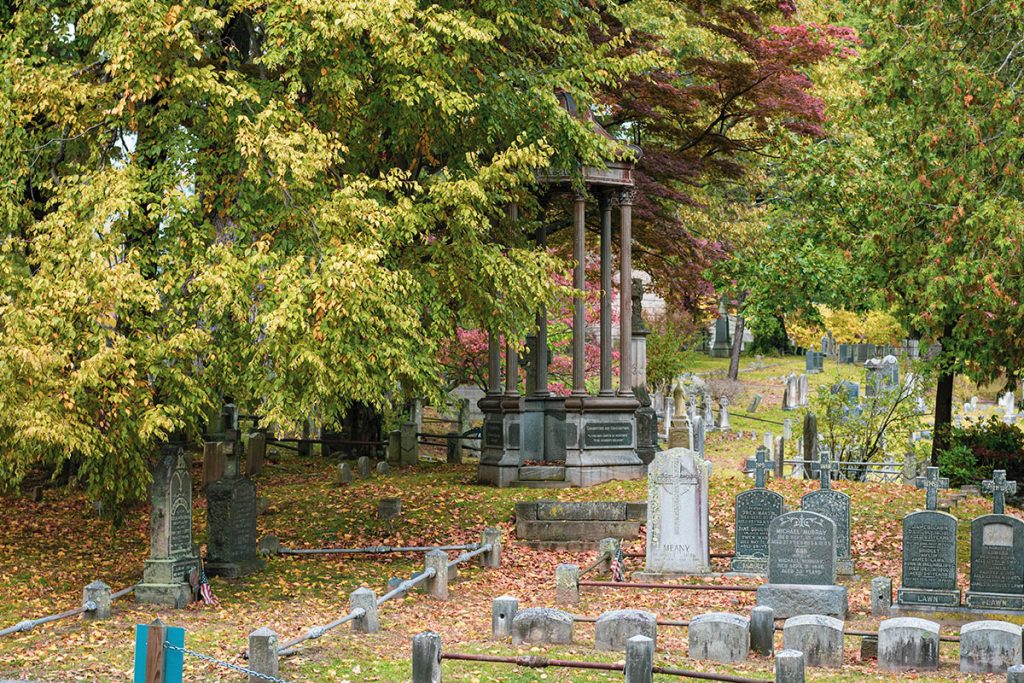 Trees Beside Graveyard During Day