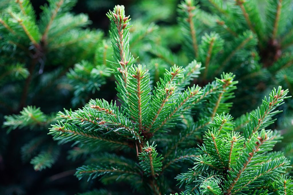  Close up of spruce tree branches