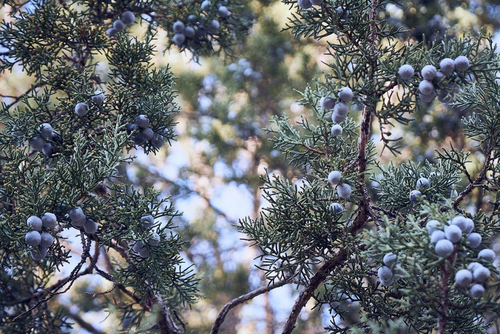 Blue Berries On Brown Tree Branch