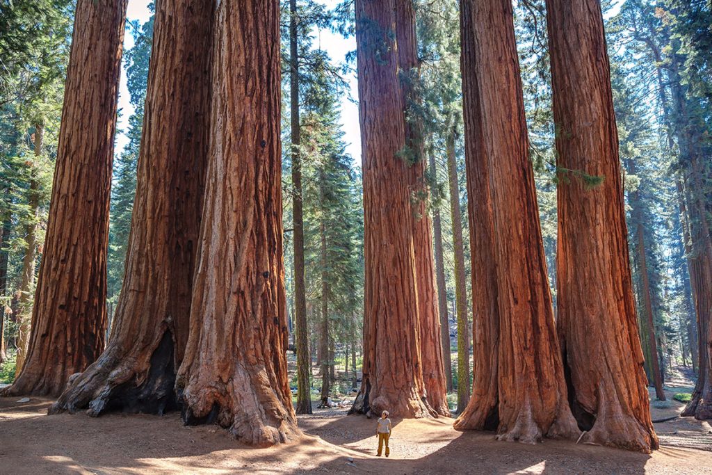 giant sequoias