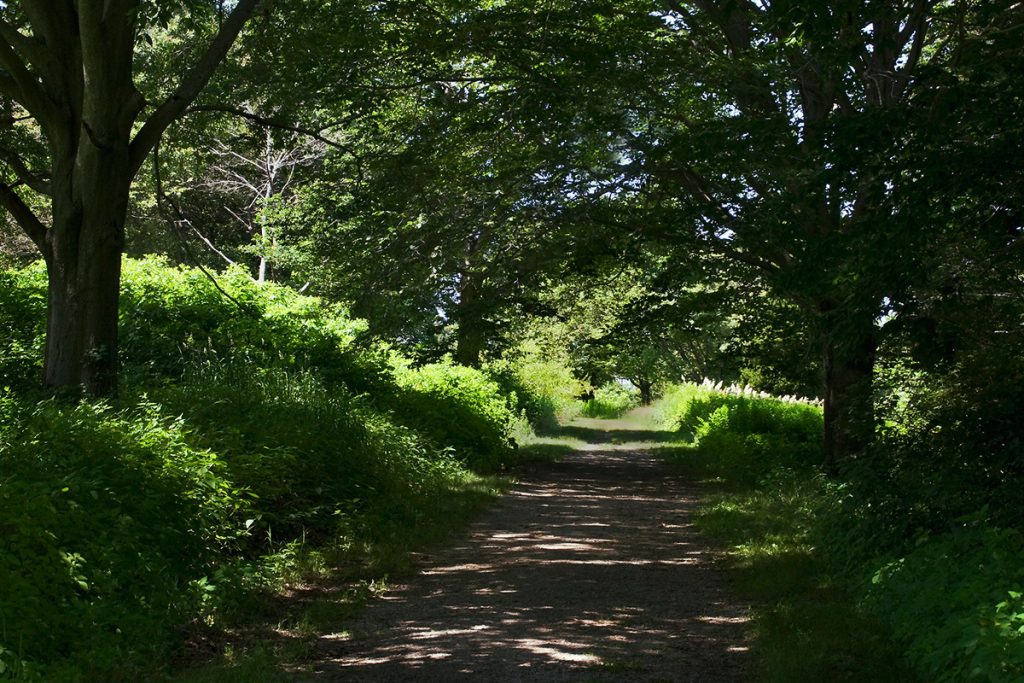 path through the woods