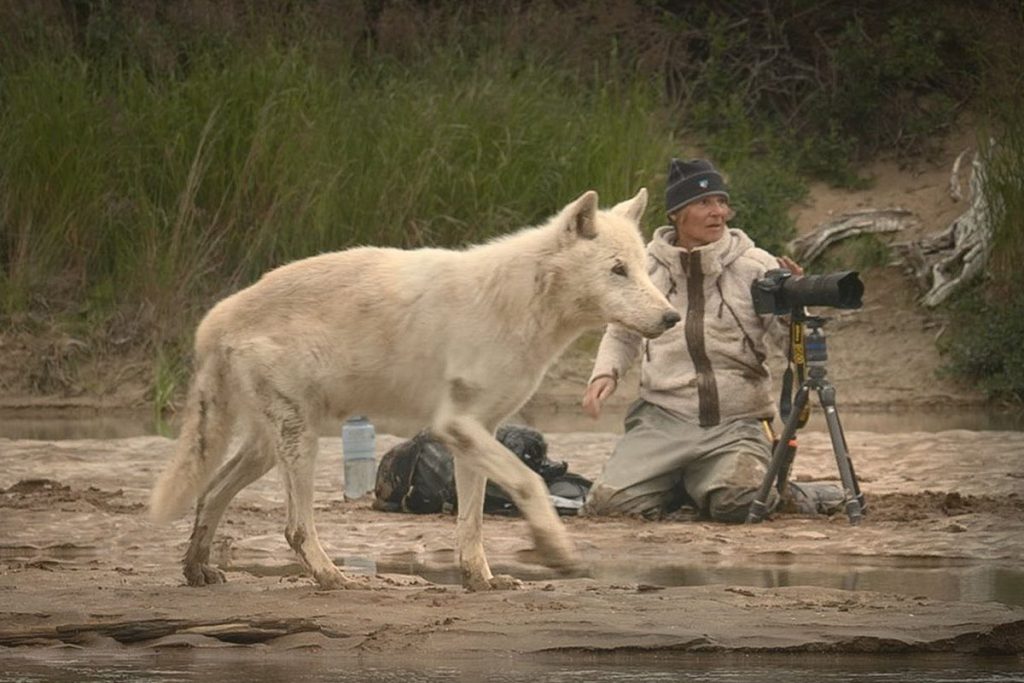 Sea Wolf And a Photographer In The Back