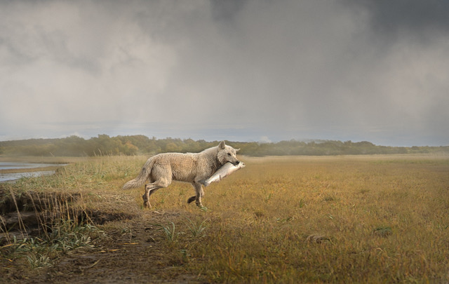 Alaska wolves request image